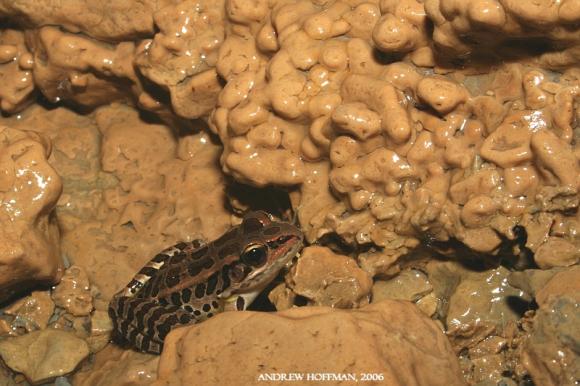 Pickerel Frog (Lithobates palustris)