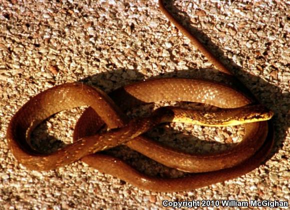 Puffing Snake (Pseustes poecilonotus)