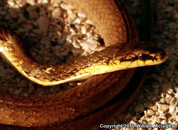 Puffing Snake (Pseustes poecilonotus)