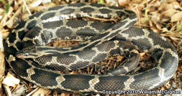 Yucatán Ratsnake (Pseudelaphe phaescens)