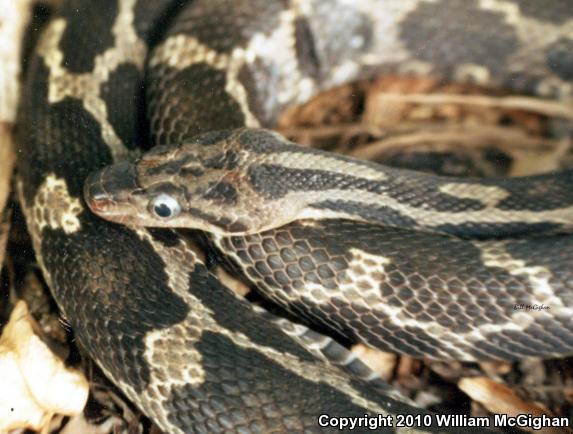 Yucatán Ratsnake (Pseudelaphe phaescens)