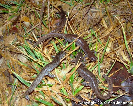 Small-mouthed Salamander (Ambystoma texanum)