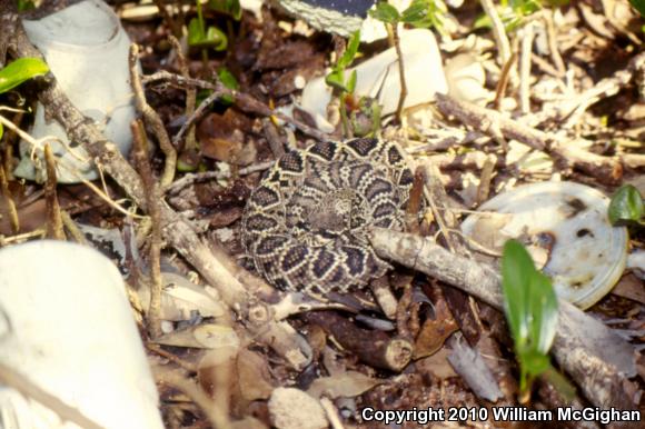 Eastern Diamond-backed Rattlesnake (Crotalus adamanteus)