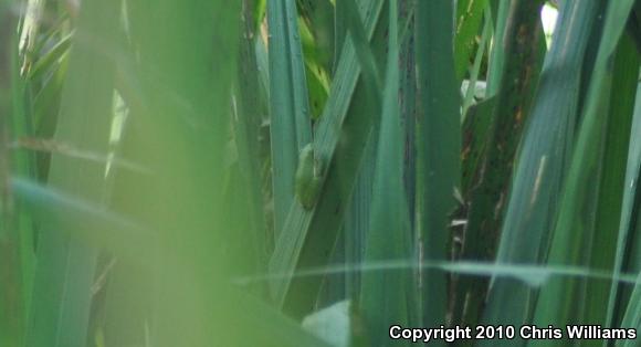 Green Treefrog (Hyla cinerea)