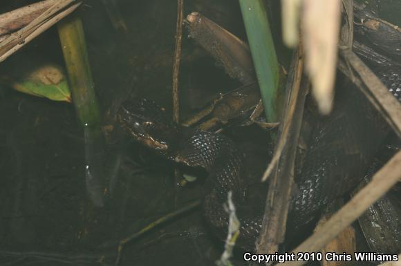 Western Cottonmouth (Agkistrodon piscivorus leucostoma)