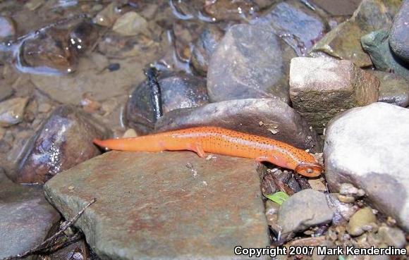 Red Salamander (Pseudotriton ruber)