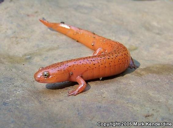 Red Salamander (Pseudotriton ruber)