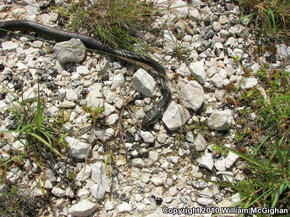 Central Texas Whipsnake (Coluber taeniatus girardi)