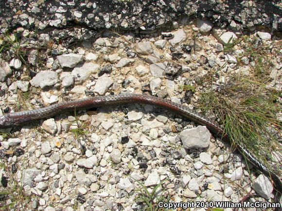 Central Texas Whipsnake (Coluber taeniatus girardi)