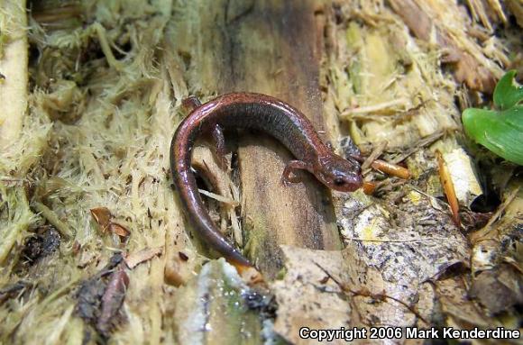 Eastern Red-backed Salamander (Plethodon cinereus)