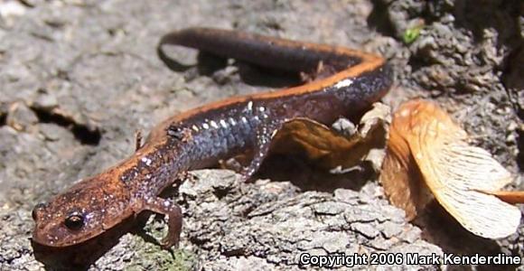 Eastern Red-backed Salamander (Plethodon cinereus)