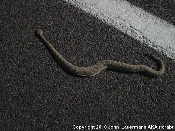 Mohave Rattlesnake (Crotalus scutulatus scutulatus)