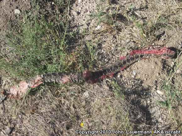 Desert Kingsnake (Lampropeltis getula splendida)