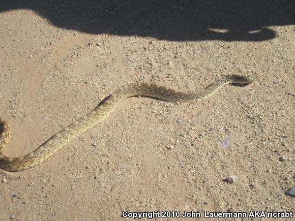 Sonoran Gopher Snake (Pituophis catenifer affinis)