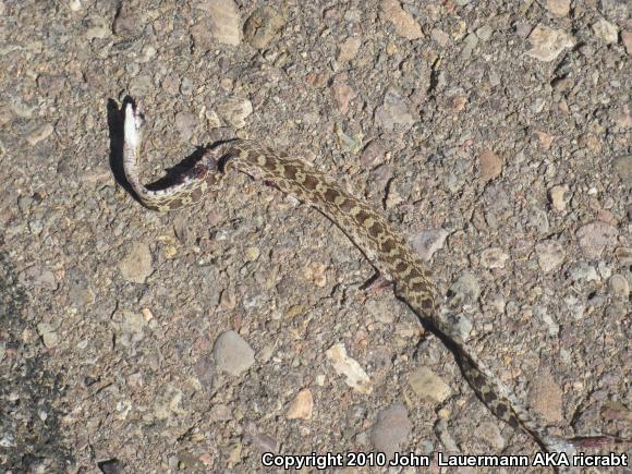 Sonoran Gopher Snake (Pituophis catenifer affinis)