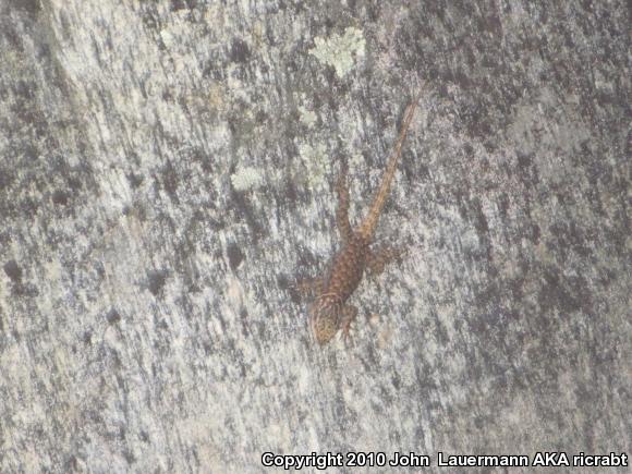 Yarrow's Lizard (Sceloporus jarrovii)