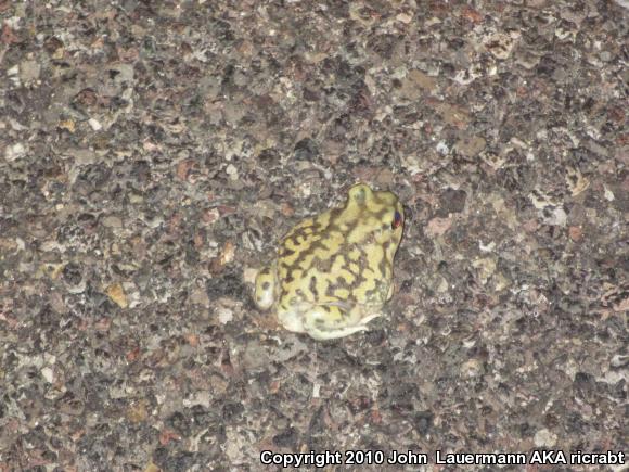 Couch's Spadefoot (Scaphiopus couchii)