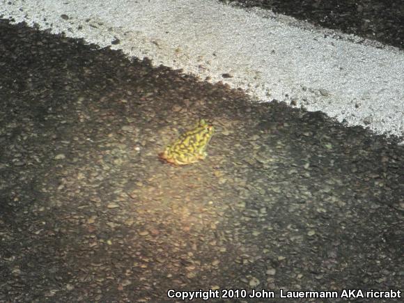 Couch's Spadefoot (Scaphiopus couchii)