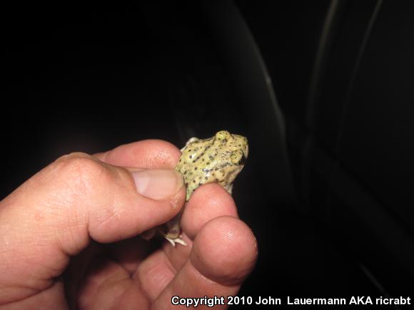 Couch's Spadefoot (Scaphiopus couchii)