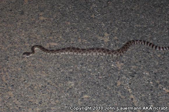 Southern Pacific Rattlesnake (Crotalus oreganus helleri)