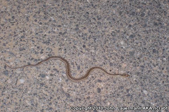 San Diego Gopher Snake (Pituophis catenifer annectens)