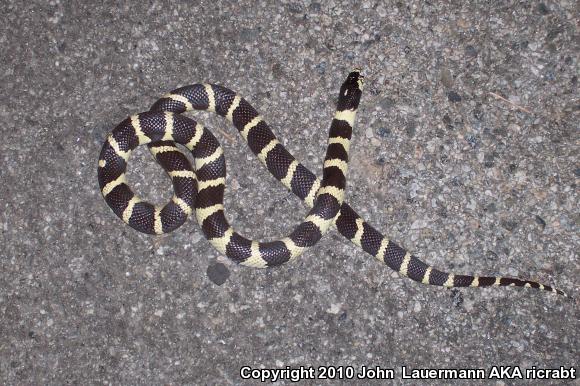 California Kingsnake (Lampropeltis getula californiae)