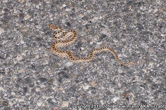 San Diego Gopher Snake (Pituophis catenifer annectens)