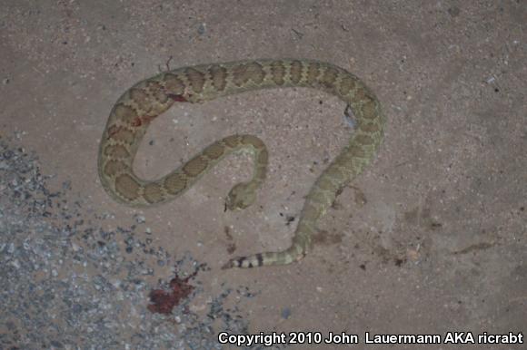 Mohave Rattlesnake (Crotalus scutulatus scutulatus)