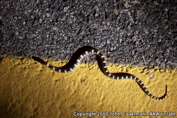 Western Long-nosed Snake (Rhinocheilus lecontei)