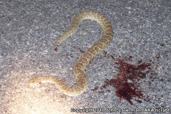 Mohave Rattlesnake (Crotalus scutulatus scutulatus)