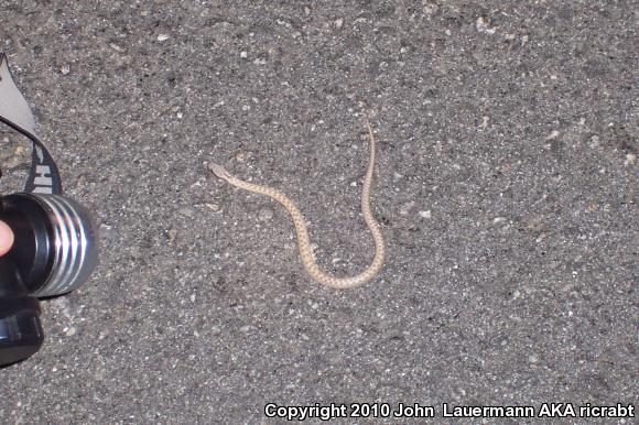 Desert Nightsnake (Hypsiglena chlorophaea deserticola)