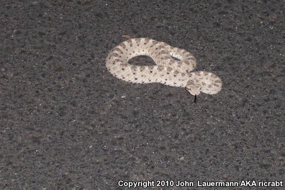 Mojave Desert Sidewinder (Crotalus cerastes cerastes)