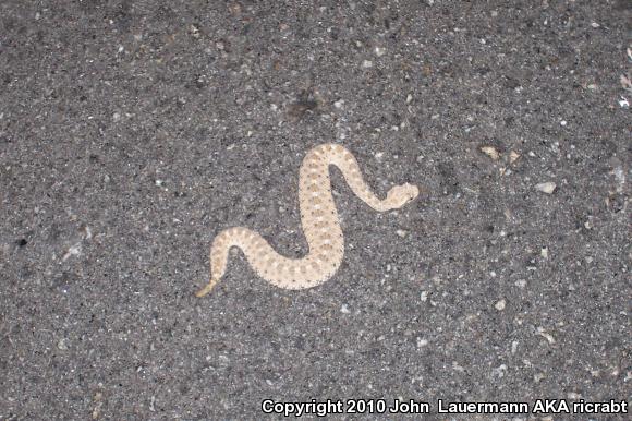 Mojave Desert Sidewinder (Crotalus cerastes cerastes)