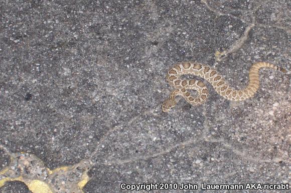 Mohave Rattlesnake (Crotalus scutulatus scutulatus)