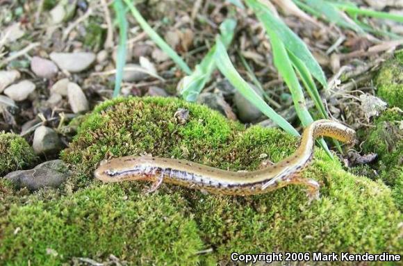 Northern Two-lined Salamander (Eurycea bislineata)