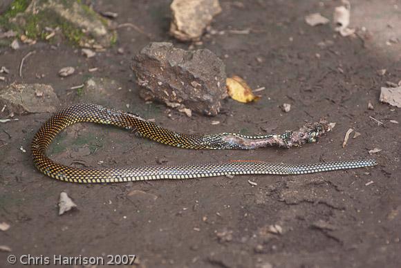 Northern Speckled Racer (Drymobius margaritiferus margaritiferus)