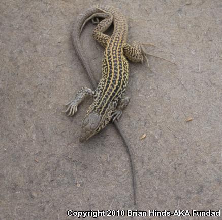 Coastal Whiptail (Aspidoscelis tigris stejnegeri)