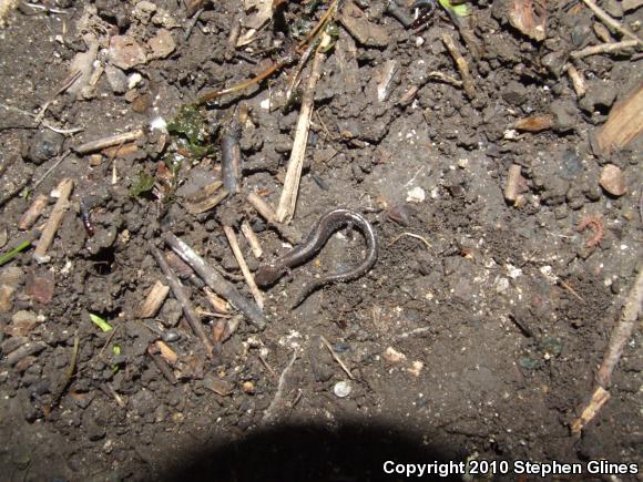 Eastern Red-backed Salamander (Plethodon cinereus)