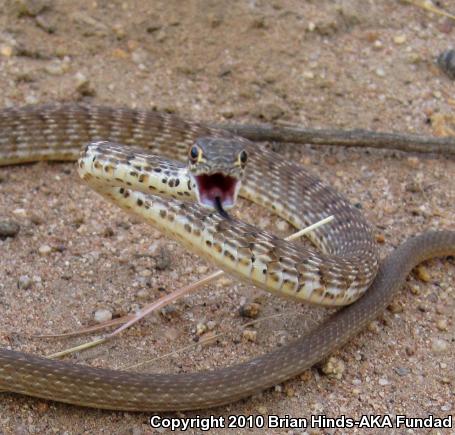 Red Racer (Coluber flagellum piceus)