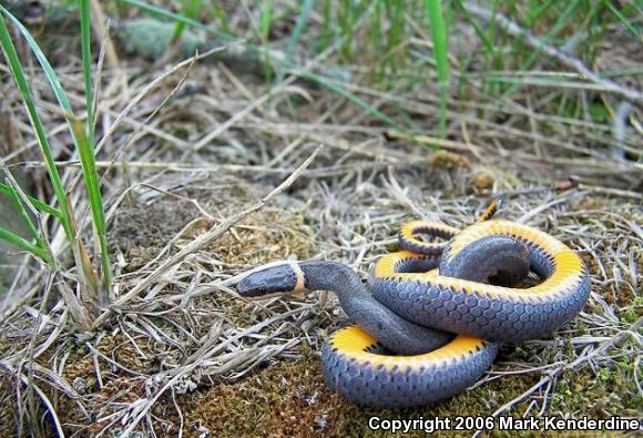 Northern Ring-necked Snake (Diadophis punctatus edwardsii)