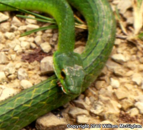 Parrot Snake (Leptophis ahaetulla)