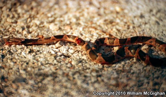 Peninsular Cat-eyed Snake (Leptodeira frenata yucatanensis)