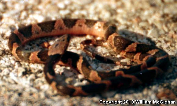 Peninsular Cat-eyed Snake (Leptodeira frenata yucatanensis)