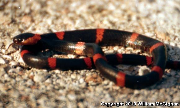 Snail-eating Thirst Snake (Dipsas brevifacies)