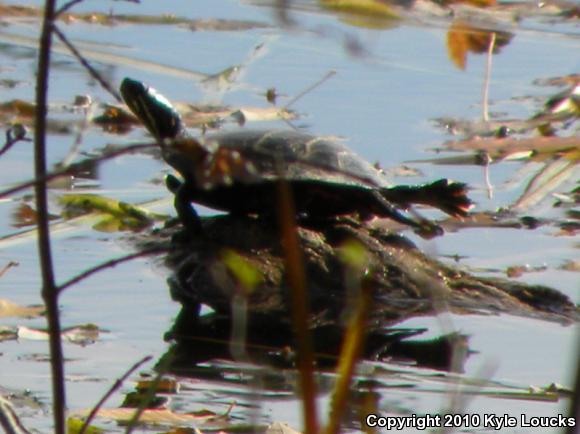 Eastern Painted Turtle (Chrysemys picta picta)