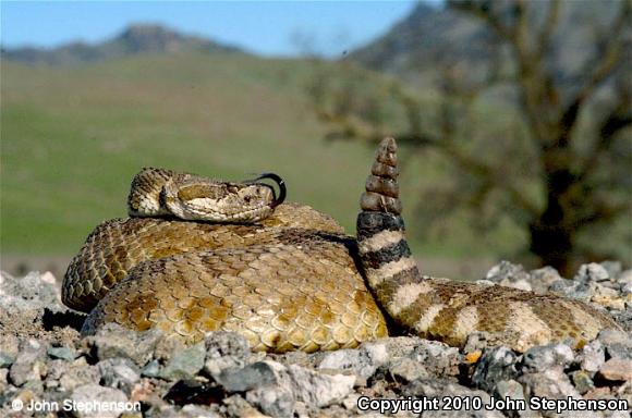 Northern Pacific Rattlesnake (Crotalus oreganus oreganus)