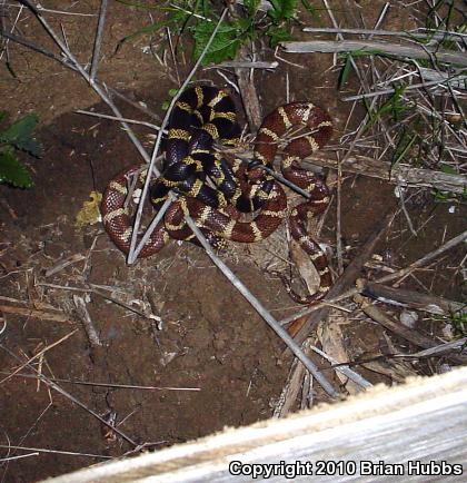 California Kingsnake (Lampropeltis getula californiae)