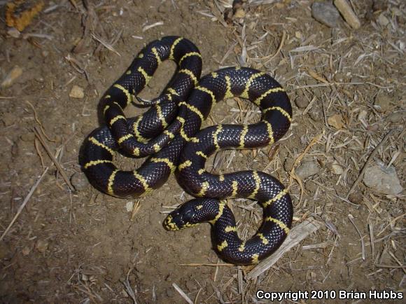 California Kingsnake (Lampropeltis getula californiae)