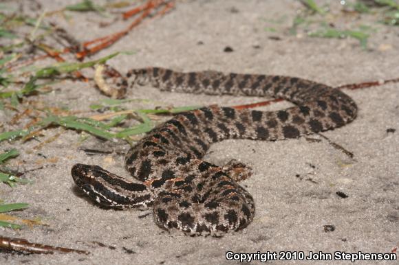 Dusky Pigmy Rattlesnake (Sistrurus miliarius barbouri)