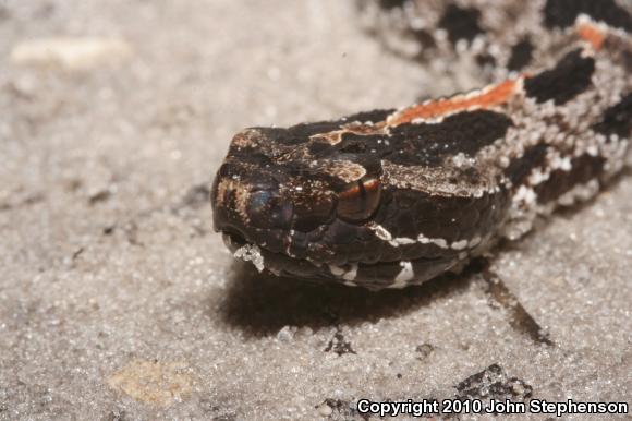 Dusky Pigmy Rattlesnake (Sistrurus miliarius barbouri)